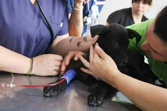 SERVICIO DE VETERINARIA UBA
