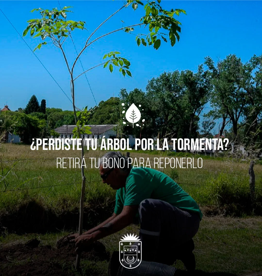 arbol municipalidad