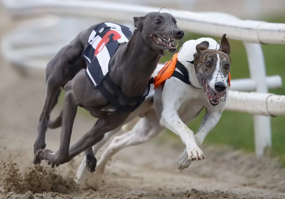 galgo carrera