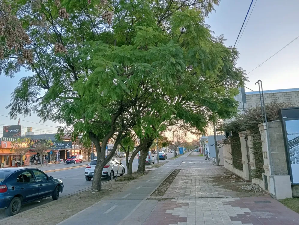 ARBOLES CASA SOBRE SAVIO 2